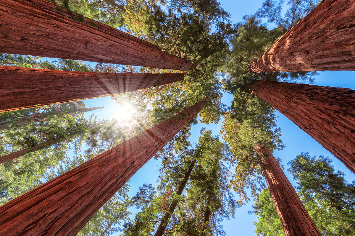 Visit Sequoia National Park Activities Advice visit-sequoia-national-park-activities-advice